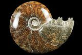 Polished, Agatized Ammonite (Cleoniceras) - Madagascar #97364-1